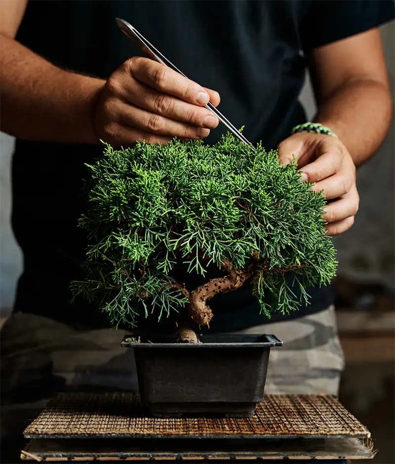 Bonsai